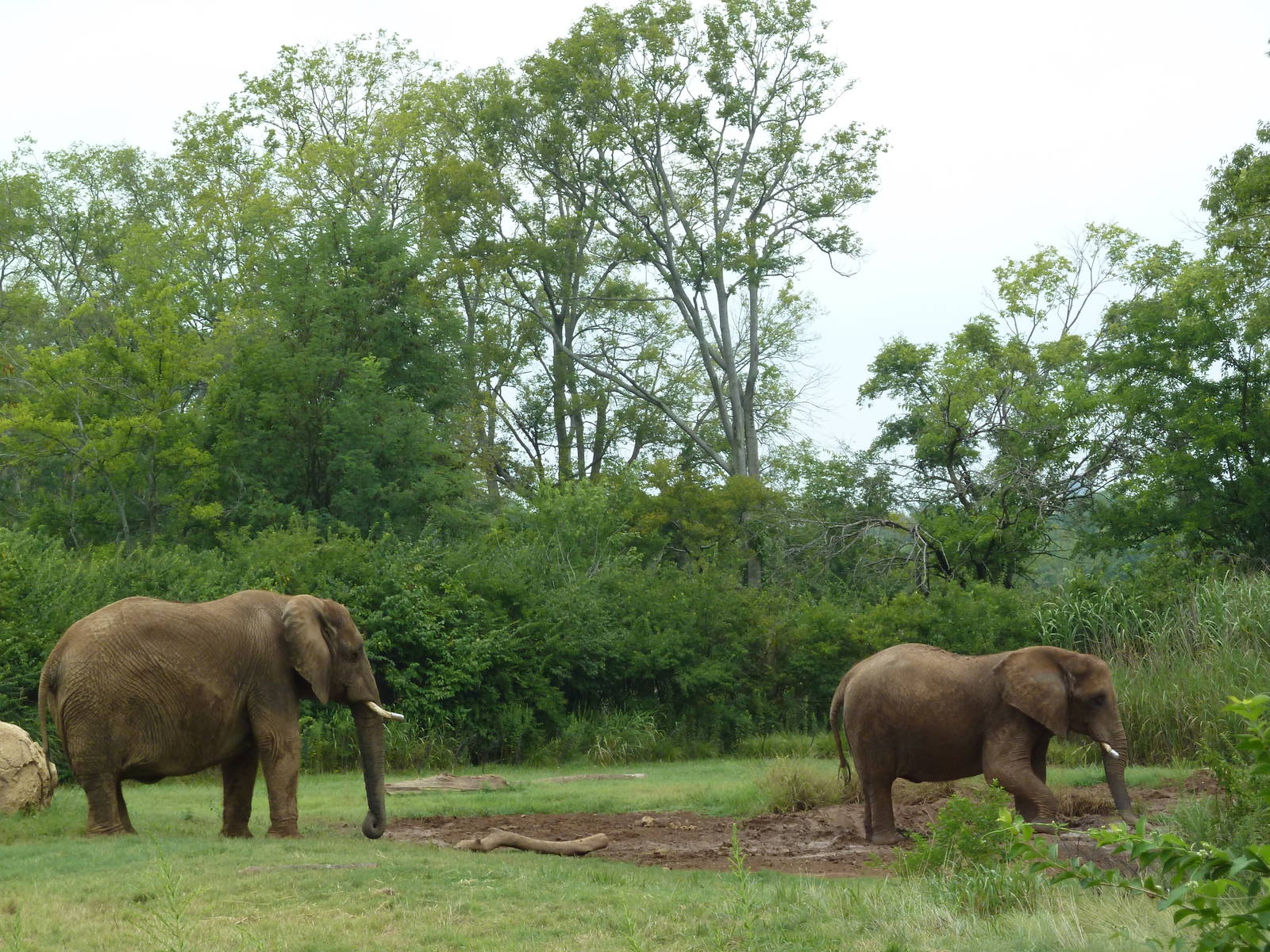 3-Acre African Elephant Exhibit