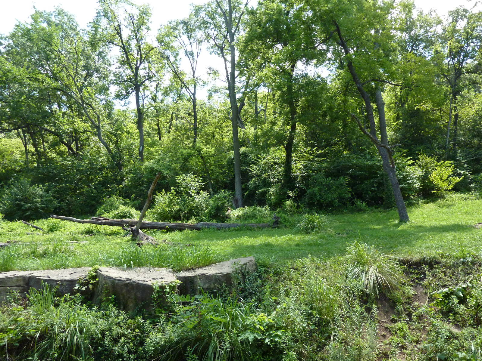 3-Acre Chimpanzee Exhibit