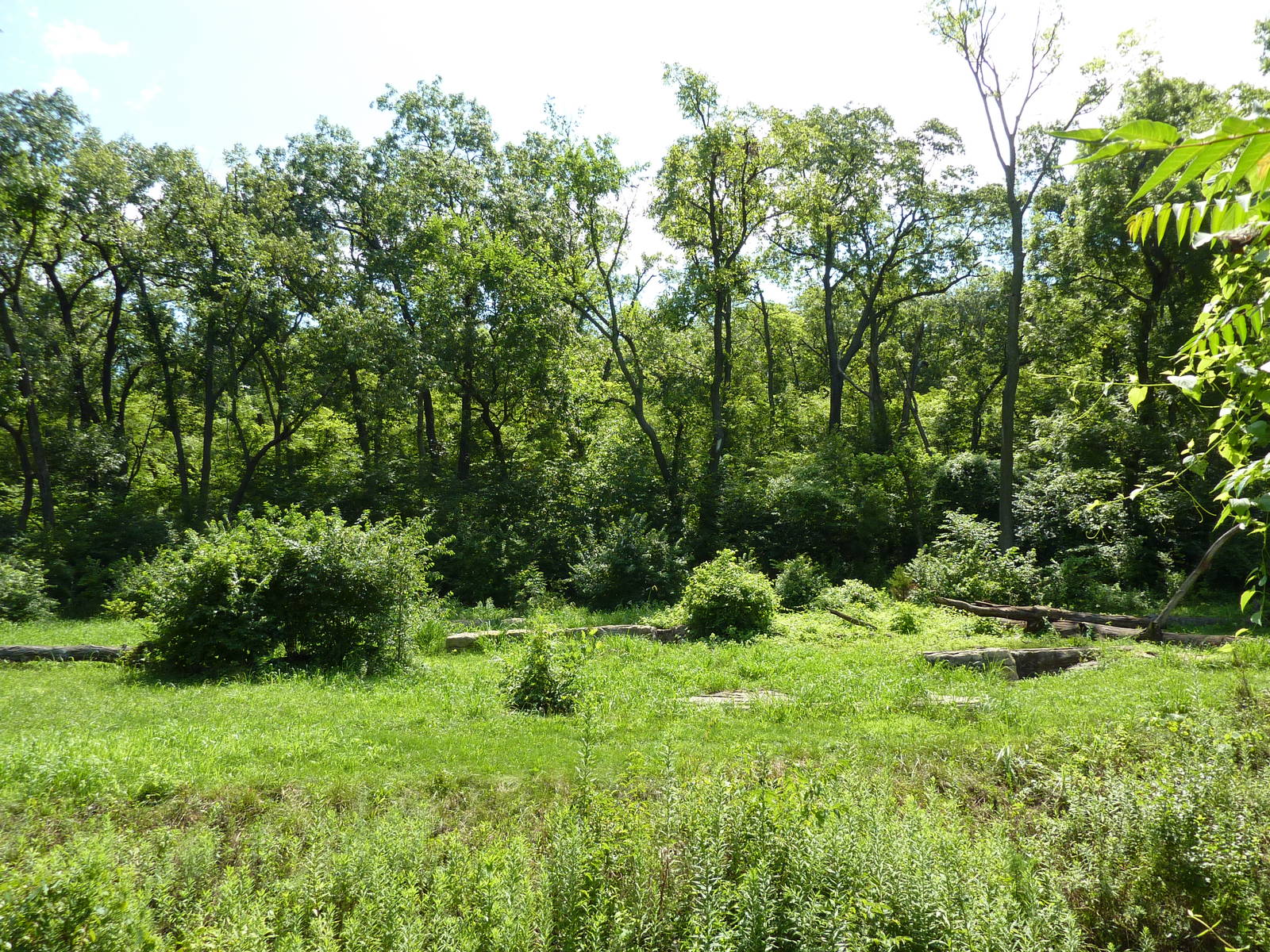3-Acre Chimpanzee Exhibit