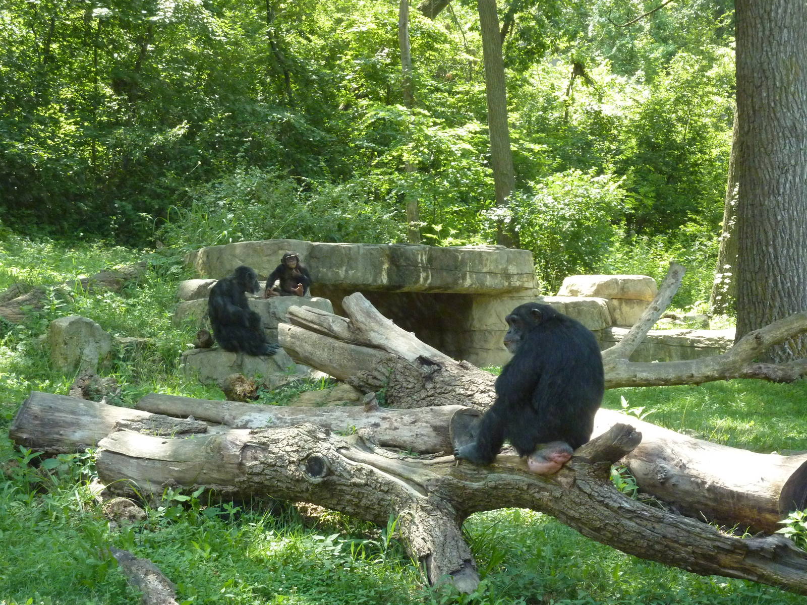 3-Acre Chimpanzee Exhibit