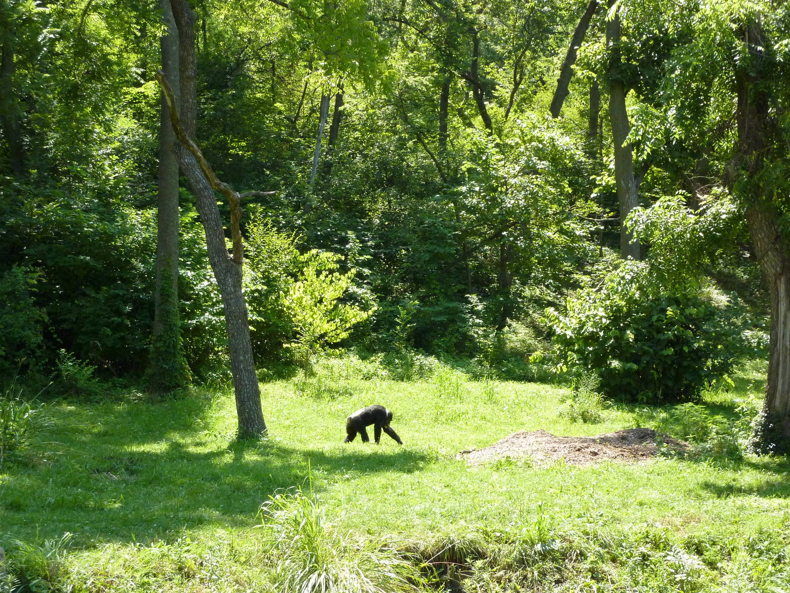 3-Acre Chimpanzee Exhibit