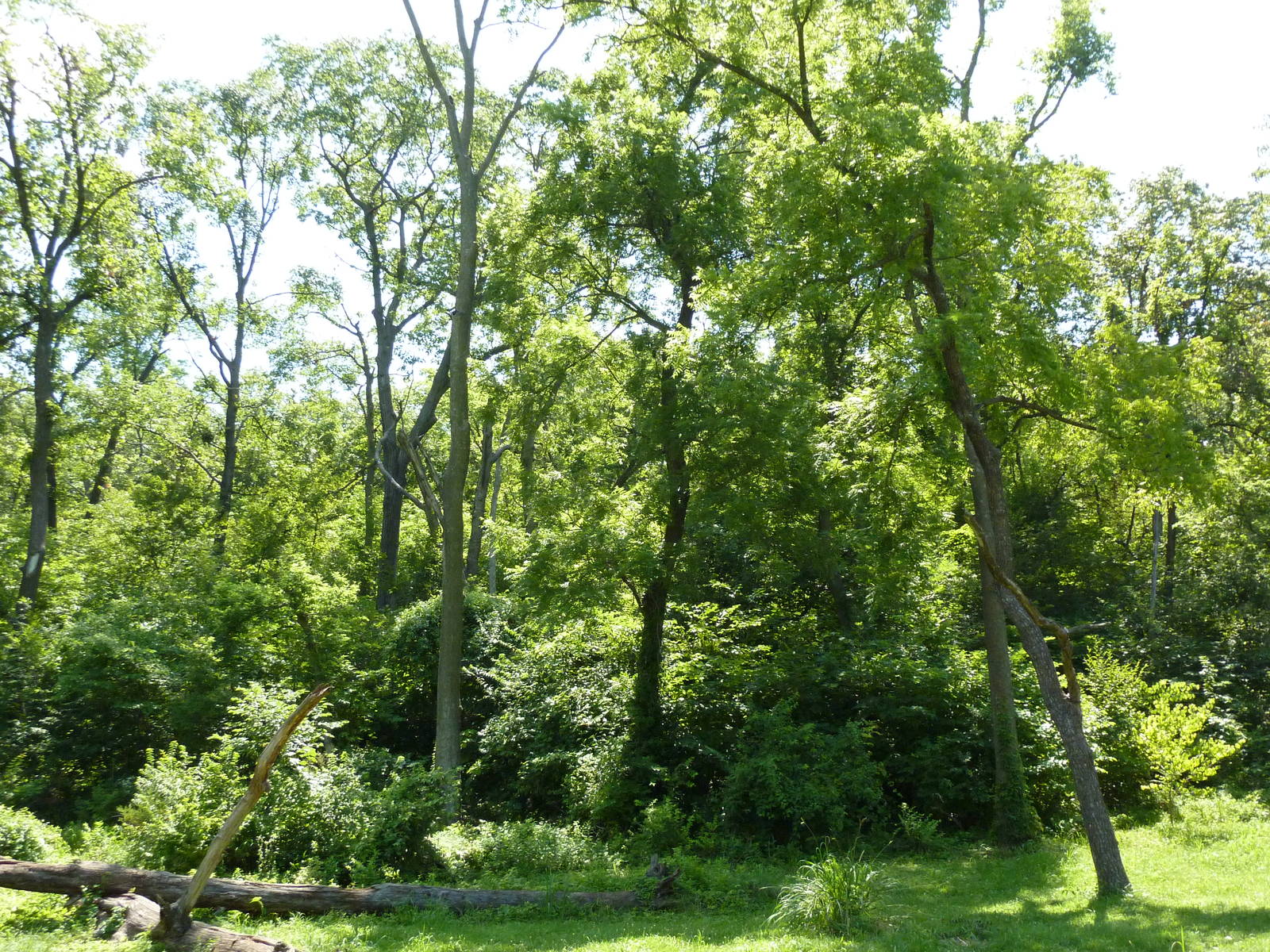 3-Acre Chimpanzee Exhibit