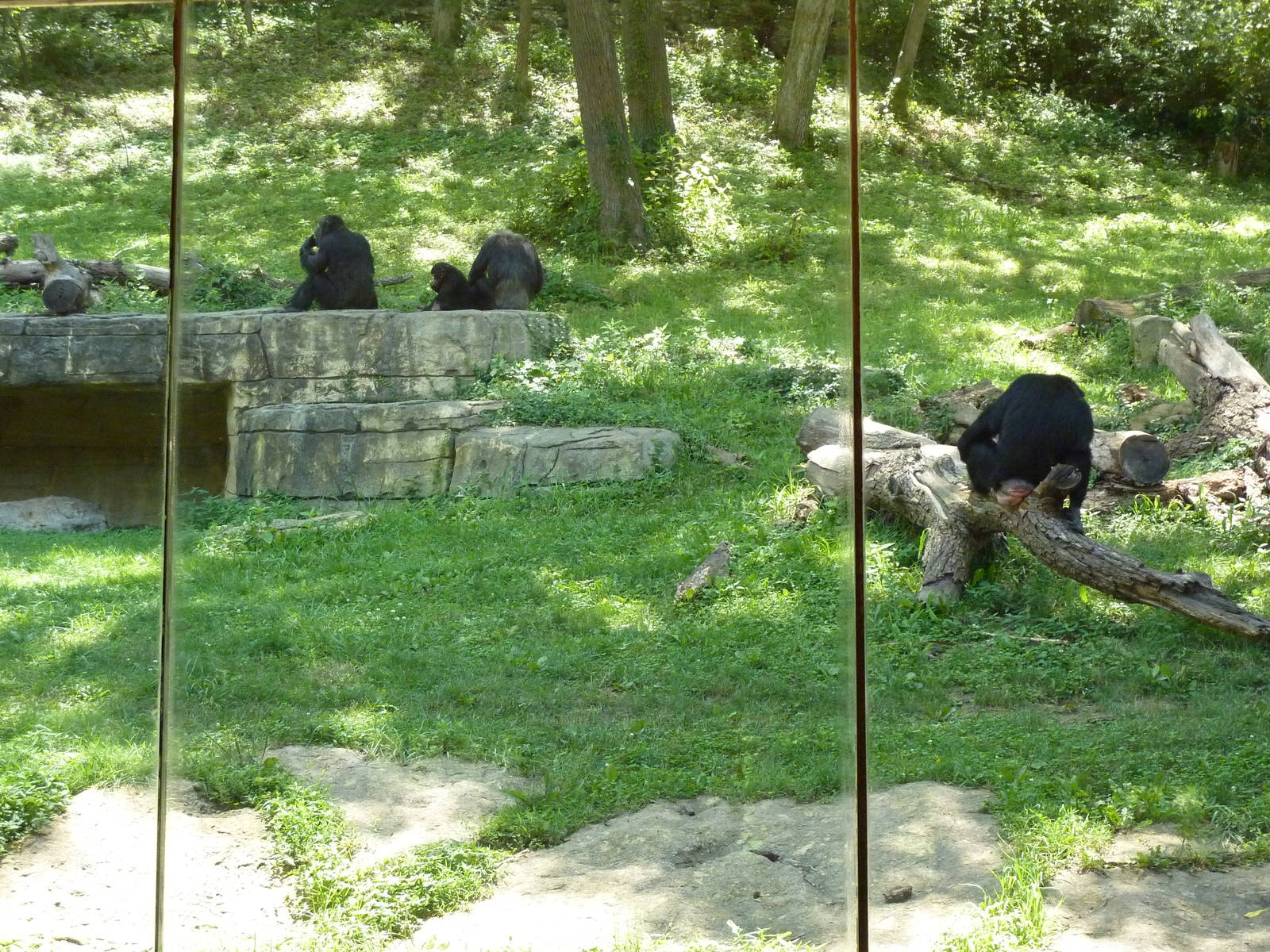 3-Acre Chimpanzee Exhibit