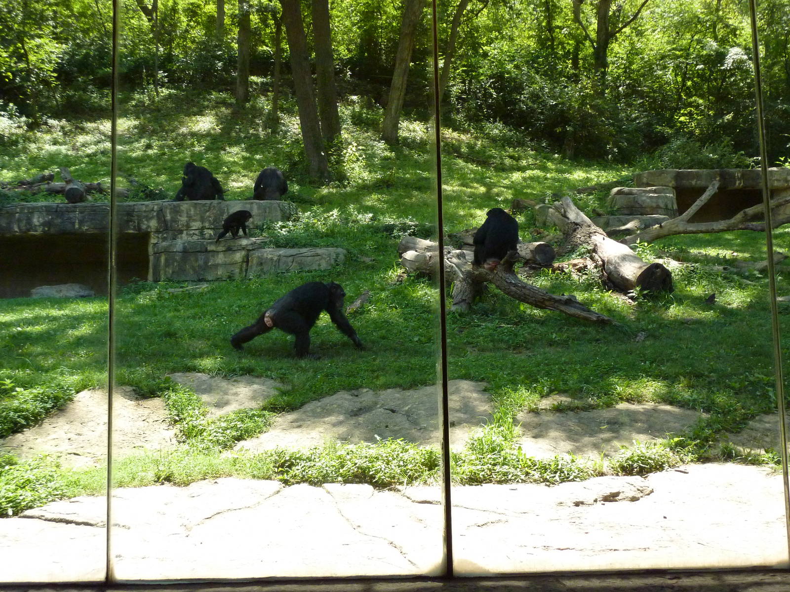 3-Acre Chimpanzee Exhibit