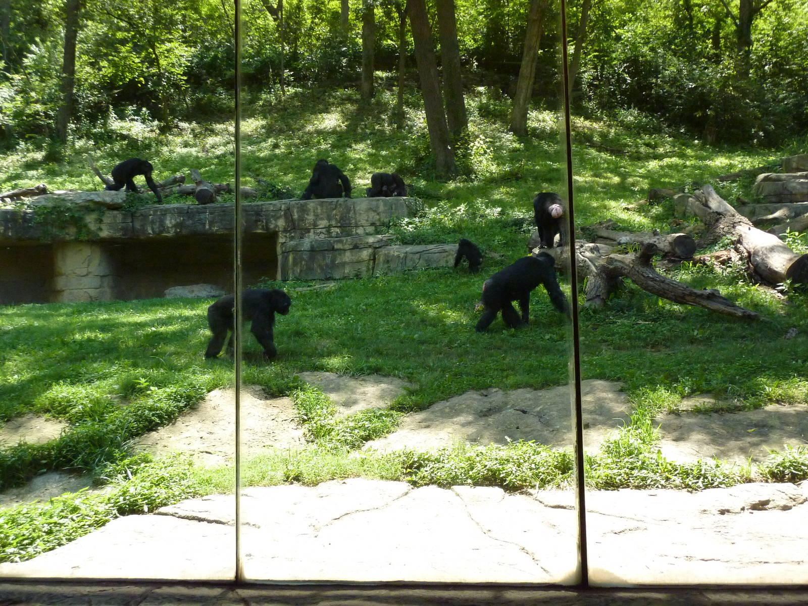 3-Acre Chimpanzee Exhibit