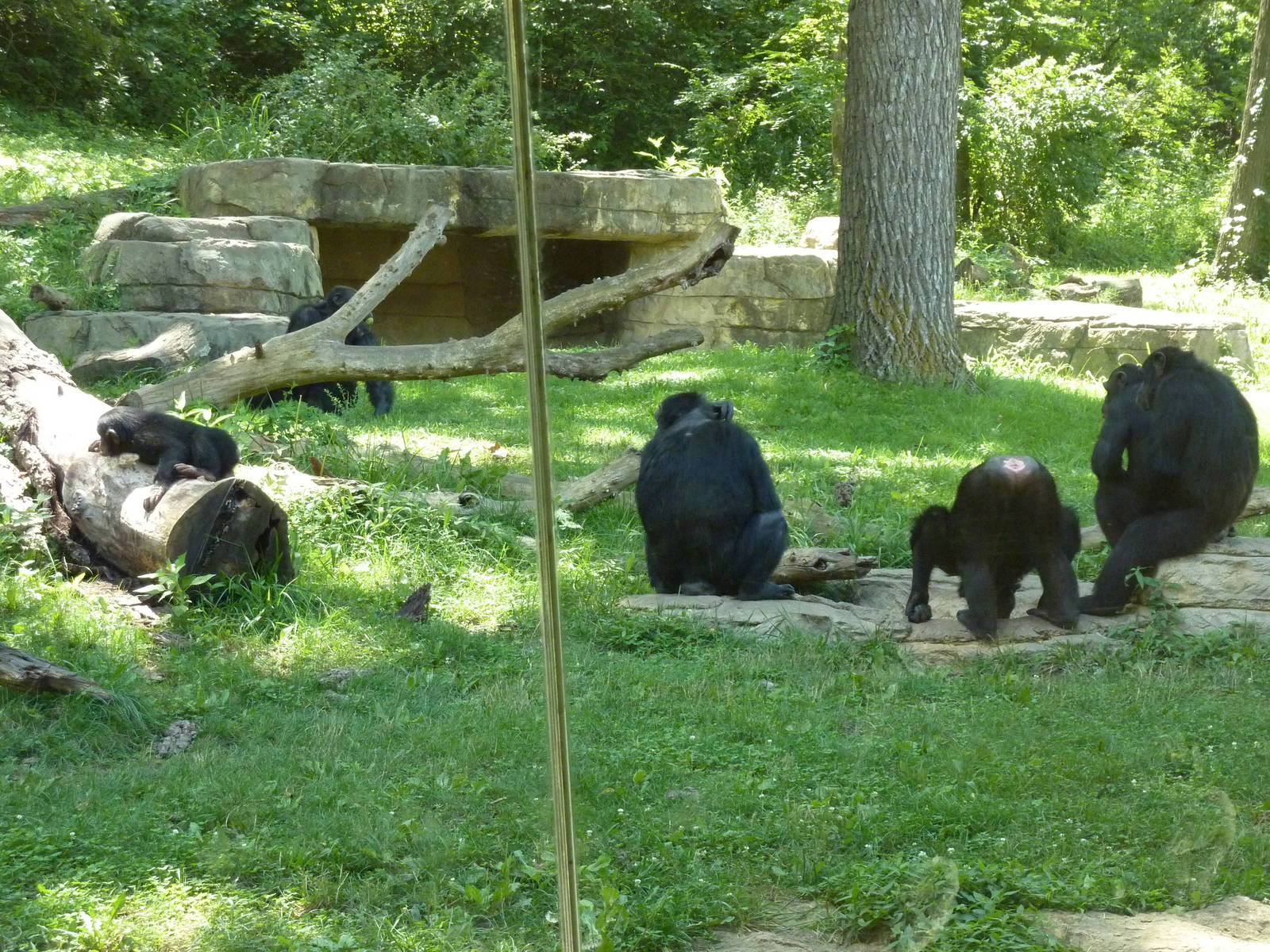 3-Acre Chimpanzee Exhibit