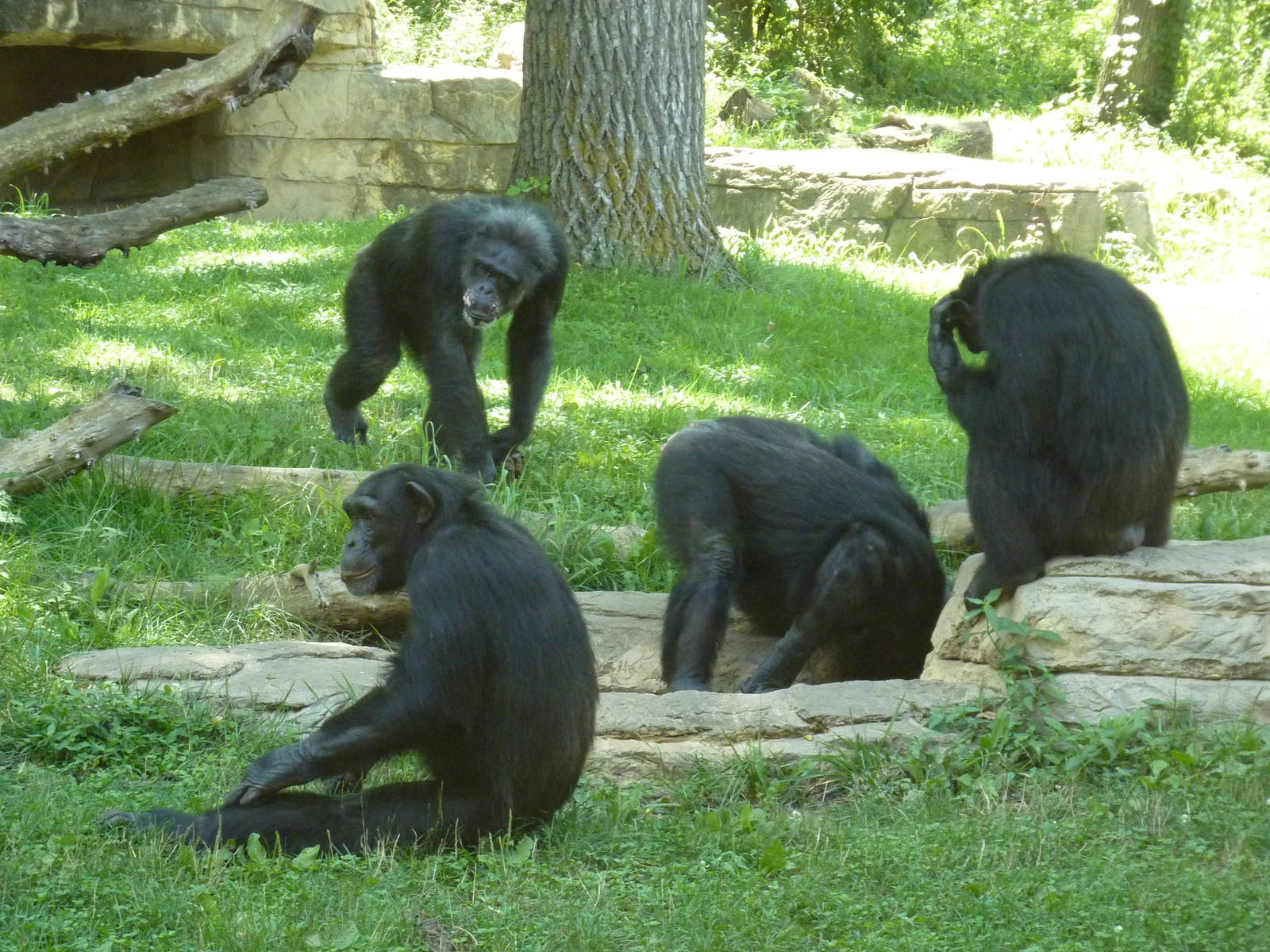 3-Acre Chimpanzee Exhibit