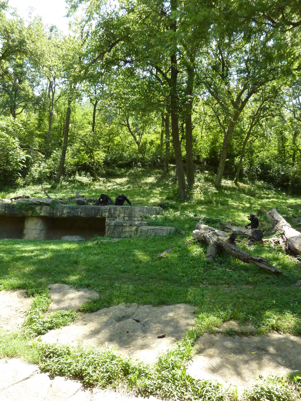 3-Acre Chimpanzee Exhibit