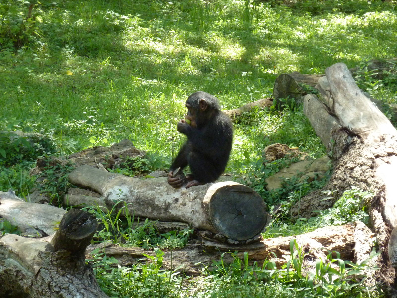 3-Acre Chimpanzee Exhibit