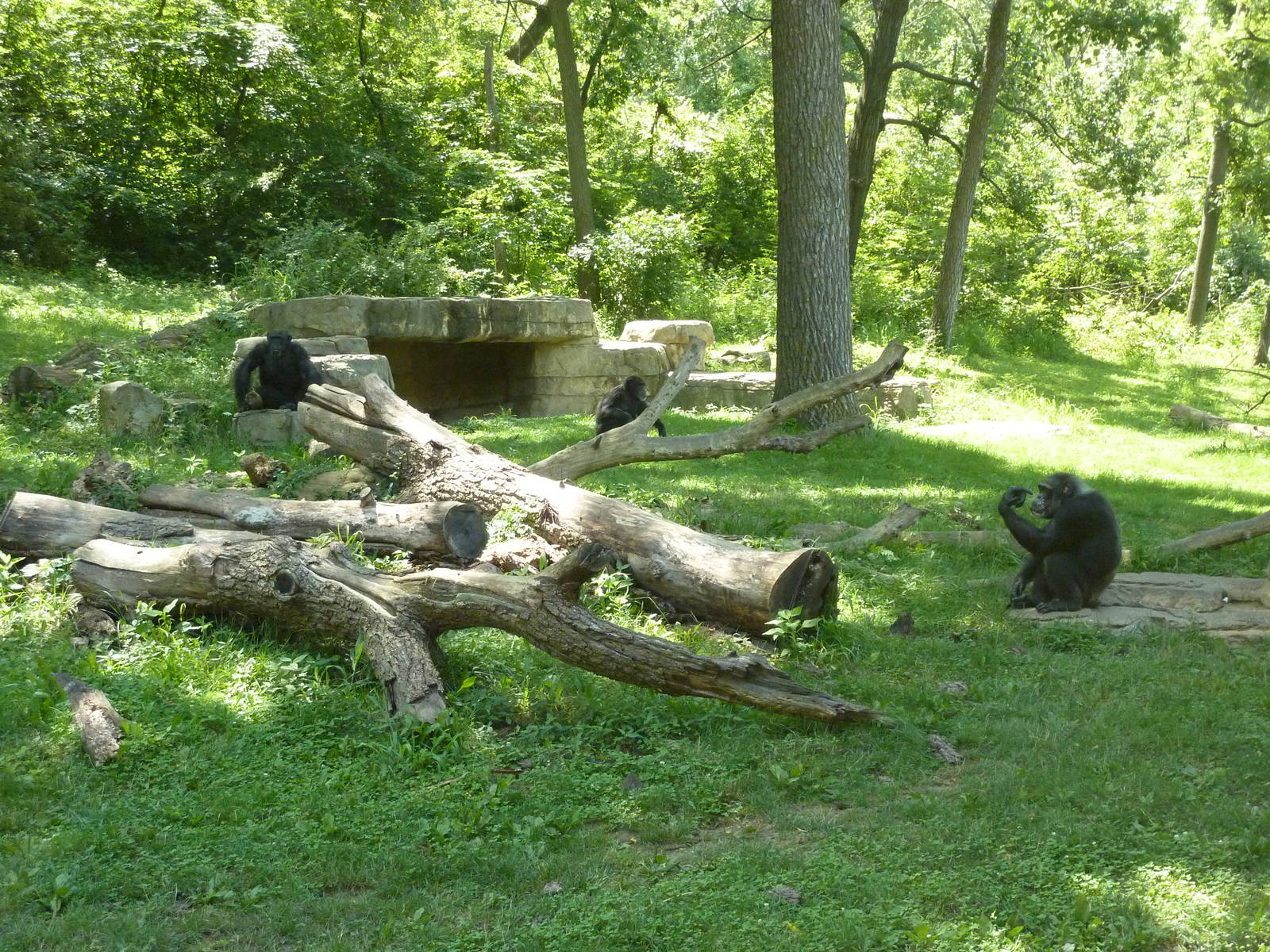 3-Acre Chimpanzee Exhibit