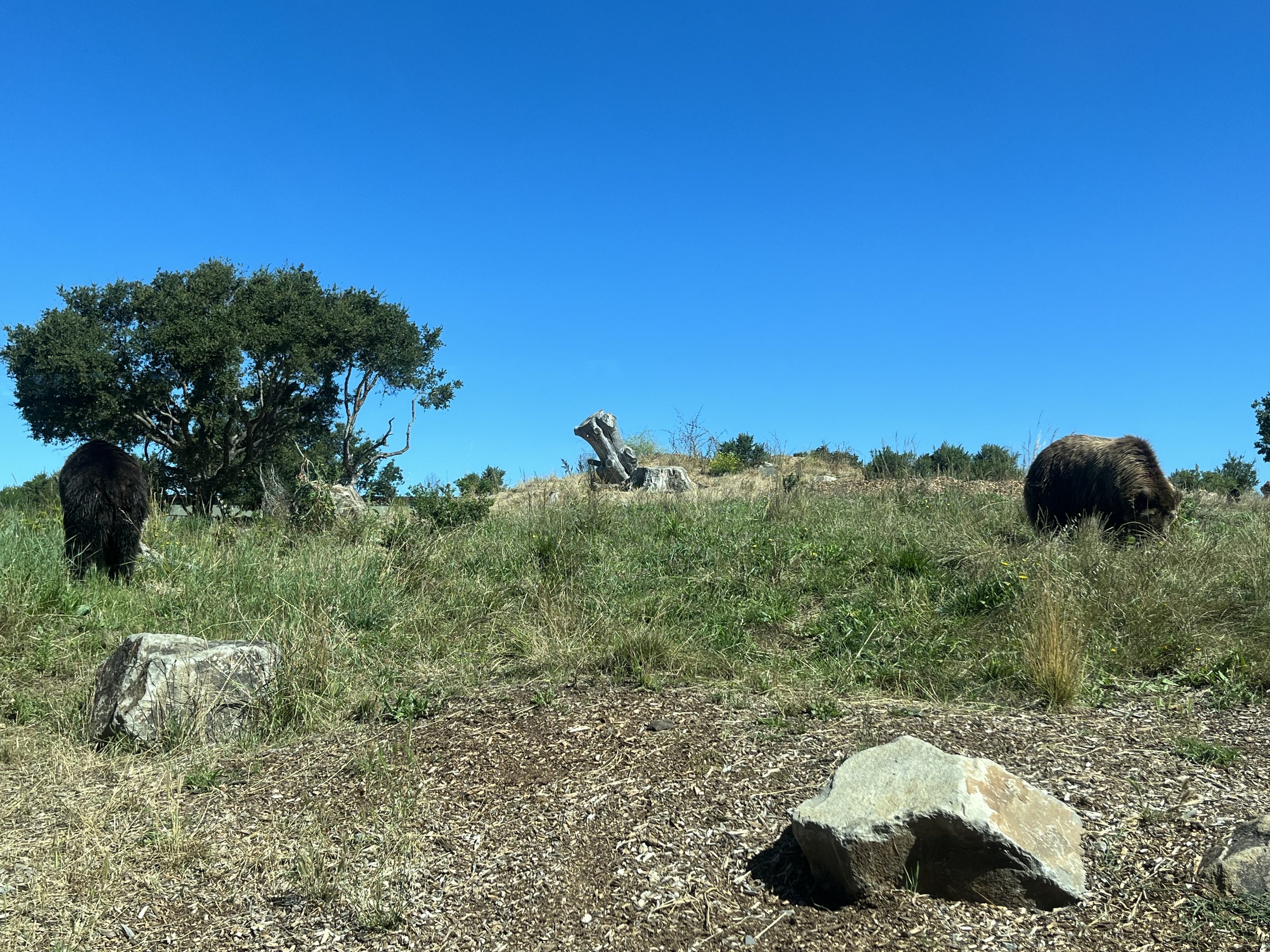 3-acre Grizzly Bear Exhibit