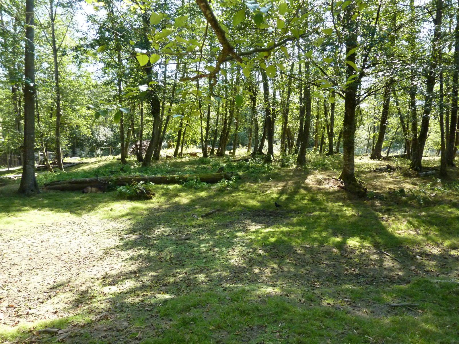 3-Acre Pere David's/Sika/Fallow Deer Paddock