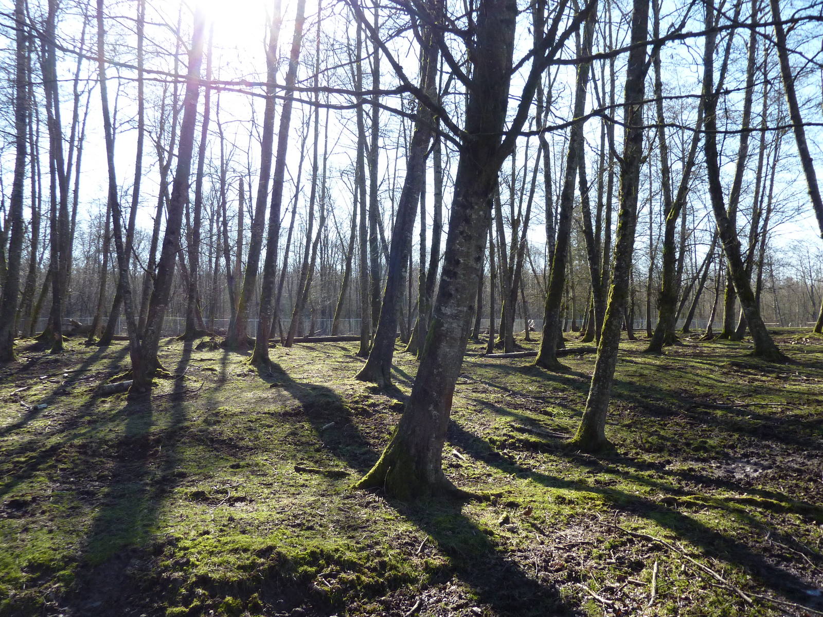 3-Acre Sika/Fallow/Pere Davids Deer Enclosure