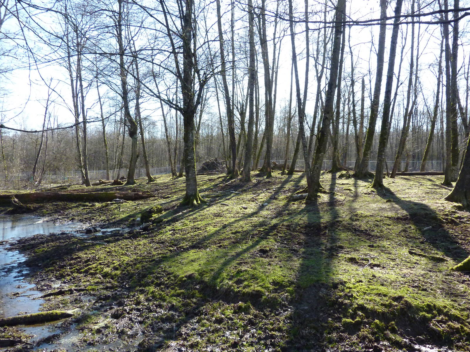 3-Acre Sika/Fallow/Pere Davids Deer Enclosure