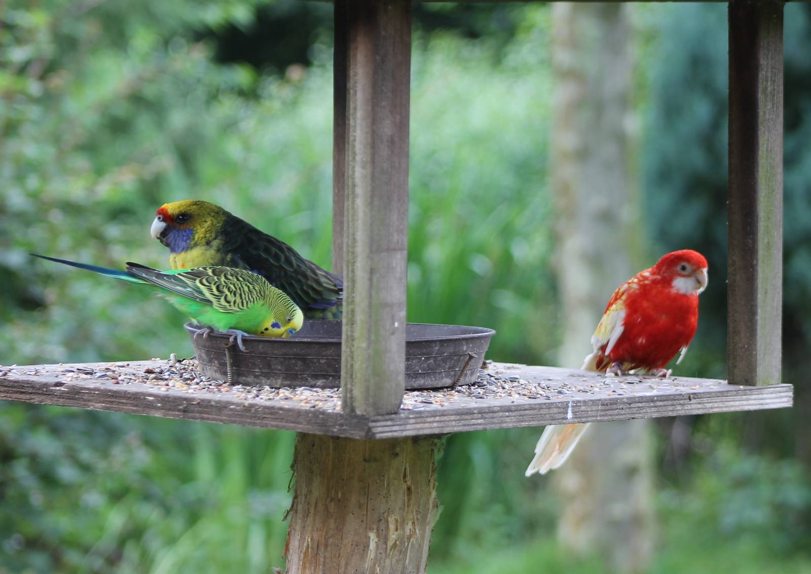 3 Australian parakeets