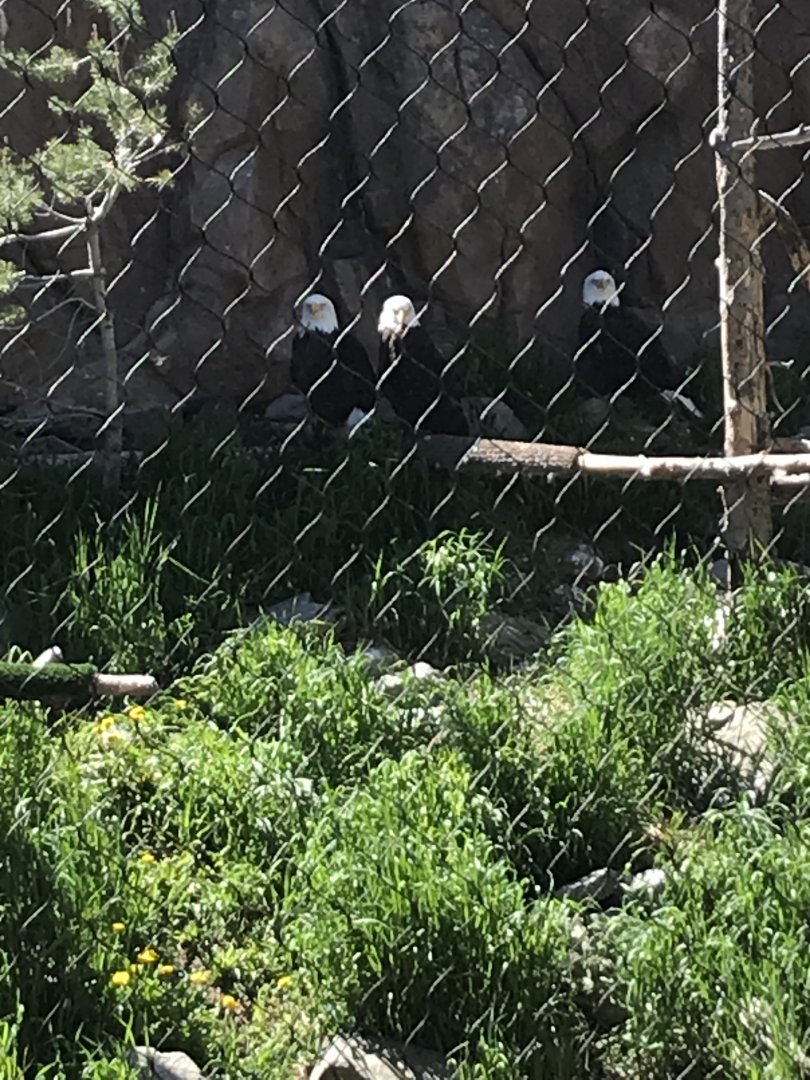 3 Bald Eagles