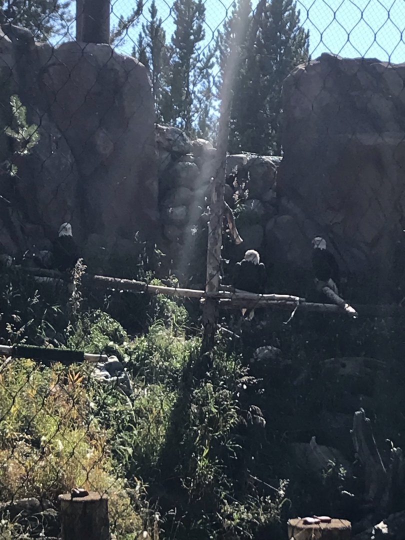 3 Bald Eagles