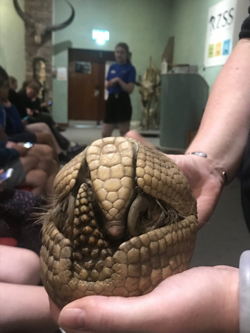 3-banded armadillo “Patcha”
