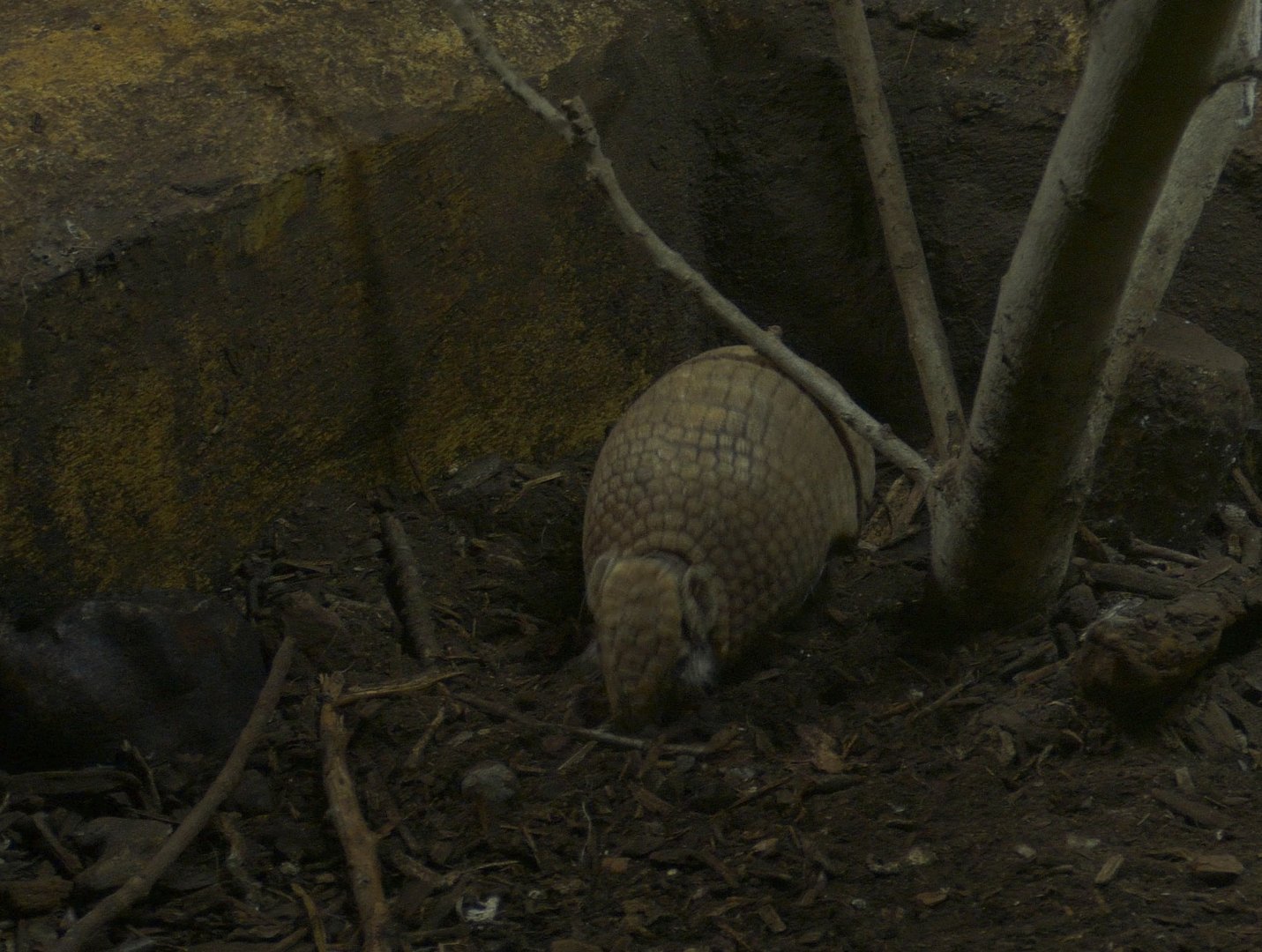 3 Banded Armadillo