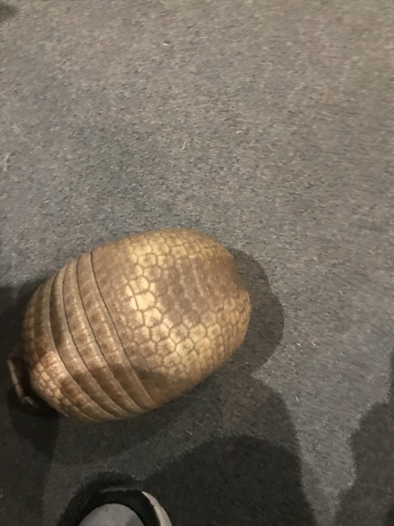 3 banded armadillo