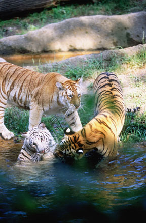 3 colors of indian tiger