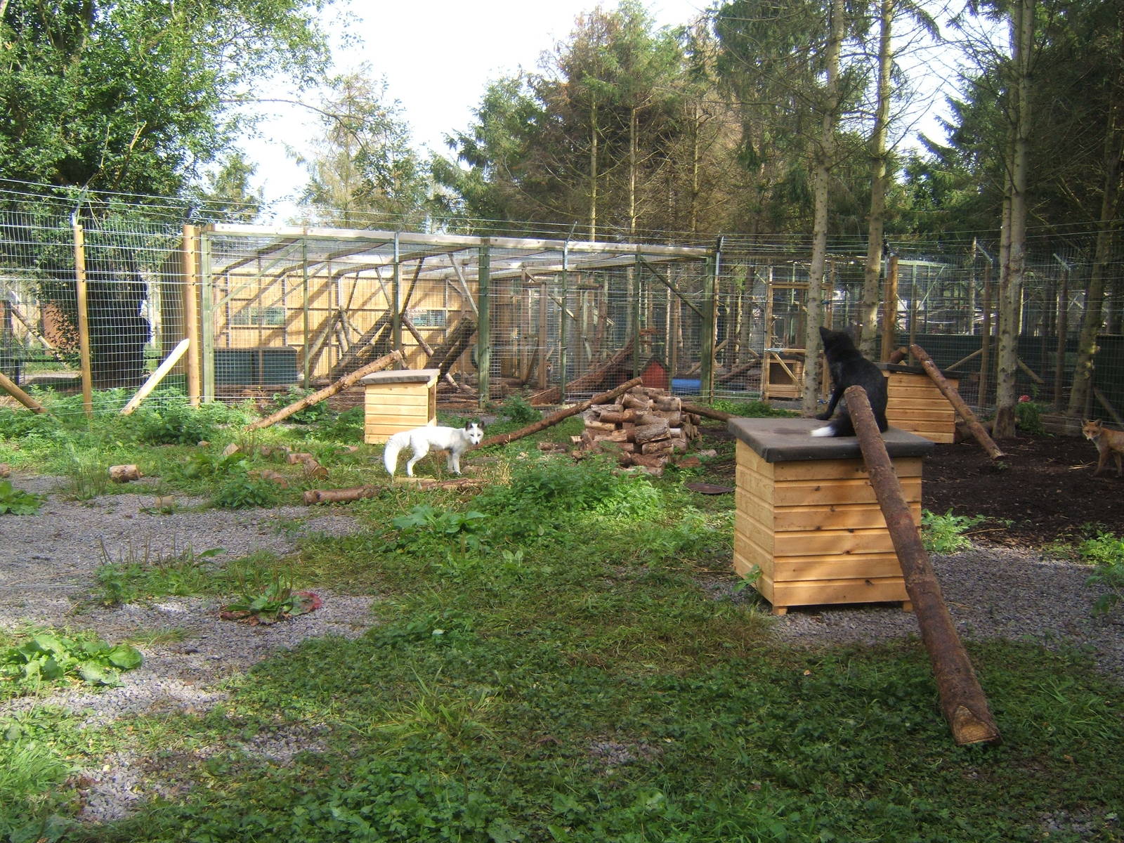 3 colour forms of Red Fox in one enclosure
