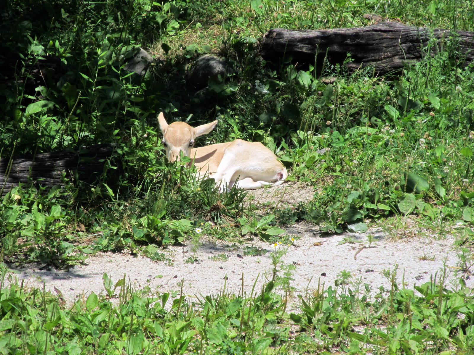 3 Day Old Addax Calf