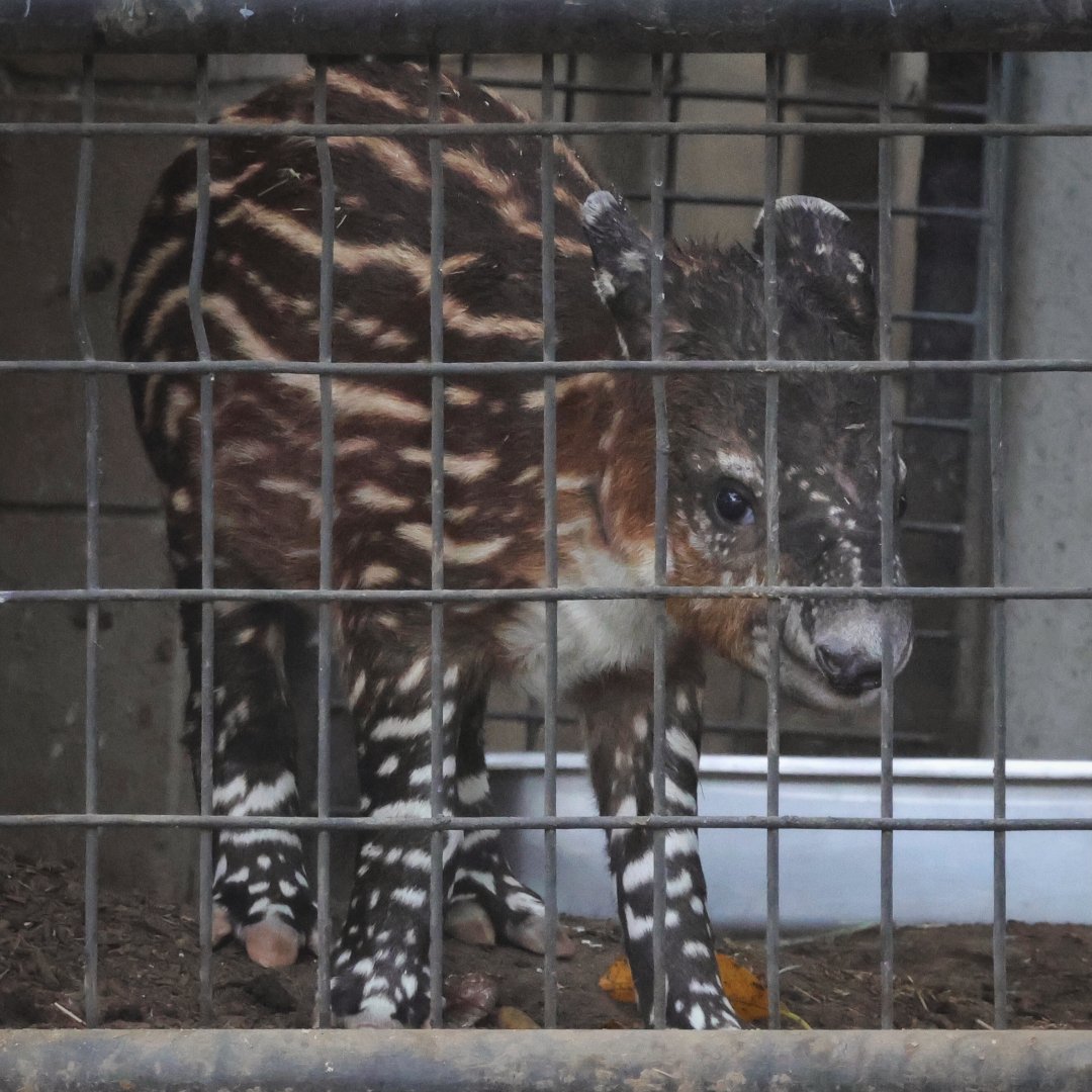 3 day old Baird’s Tapir Calf