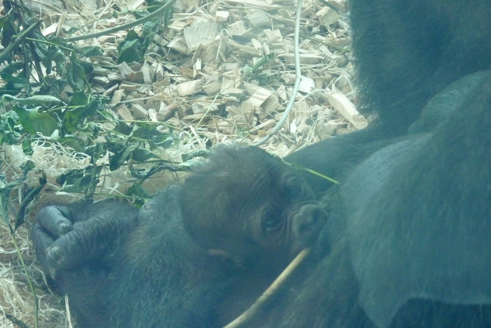 3 day old gorilla infant, July 2016