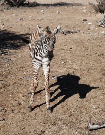 3 day old zebra
