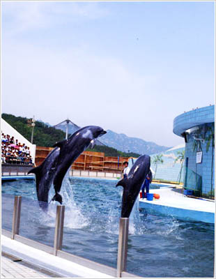 3 Dolphins At The Dolphin Show in Seoul Zoo, 1990