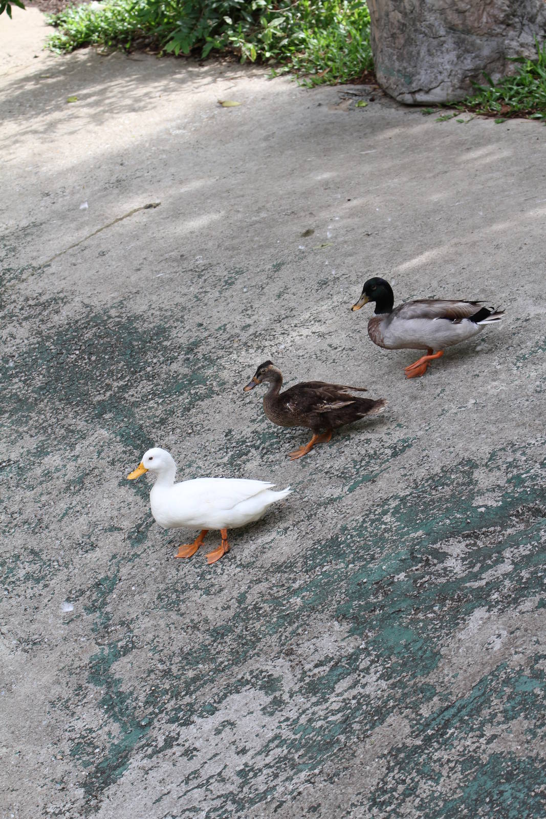 3 Ducks