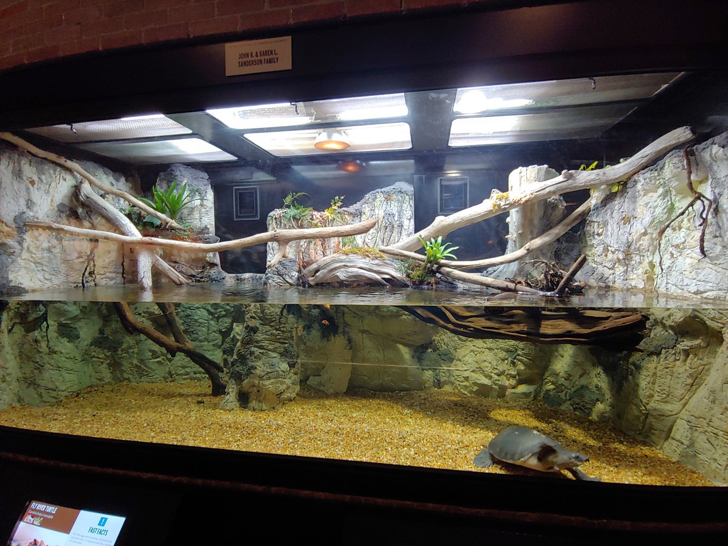 3: Fly River turtle & carpet python