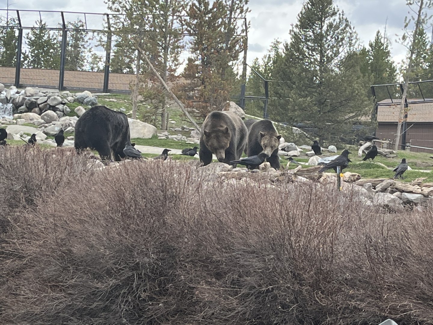 3 grizzly bears!