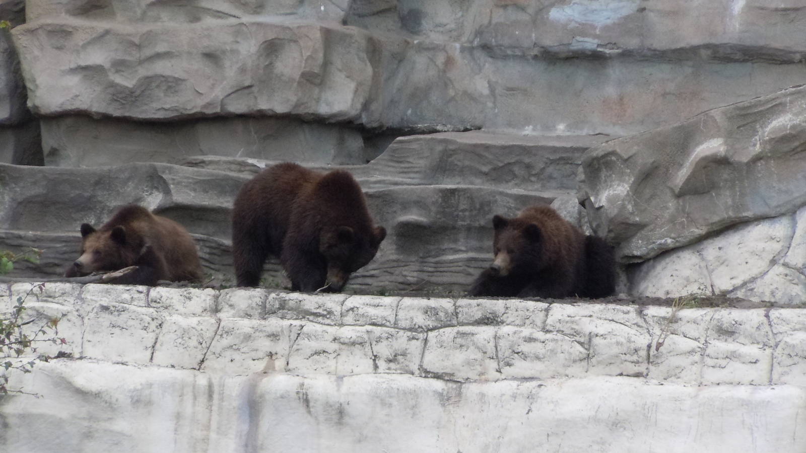 3 Grizzly Cubs