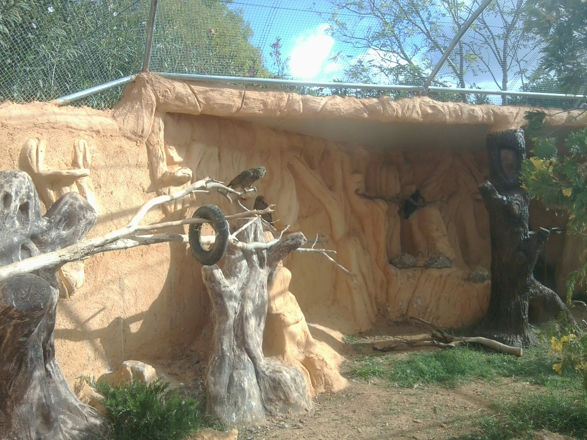 3 keas in a group, the 4th kea solitary and nervous, in the same enclosure