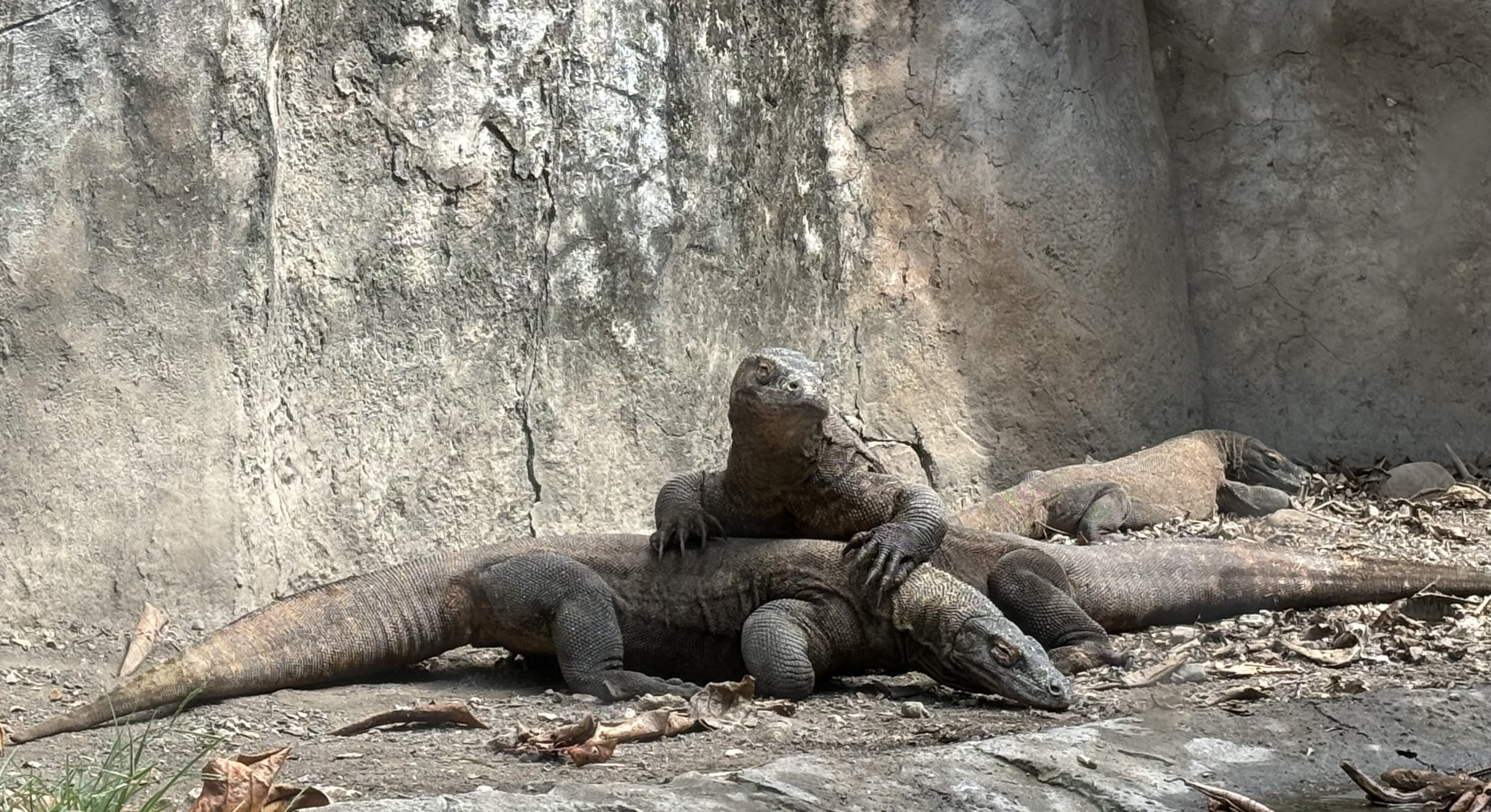 3 Komodo Dragons