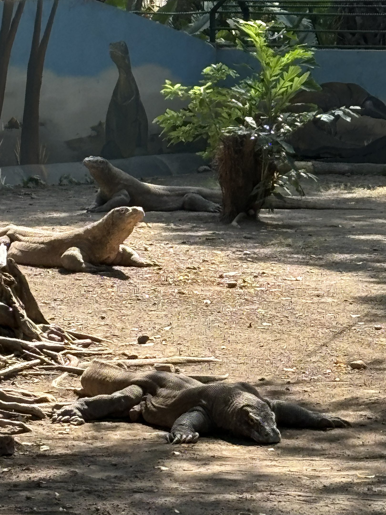 3 Komodo Dragons