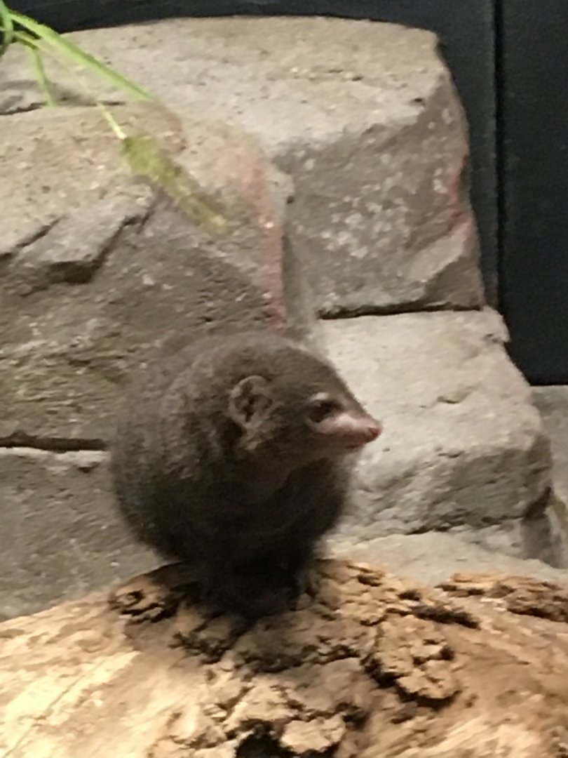3 legged dwarf mongoose