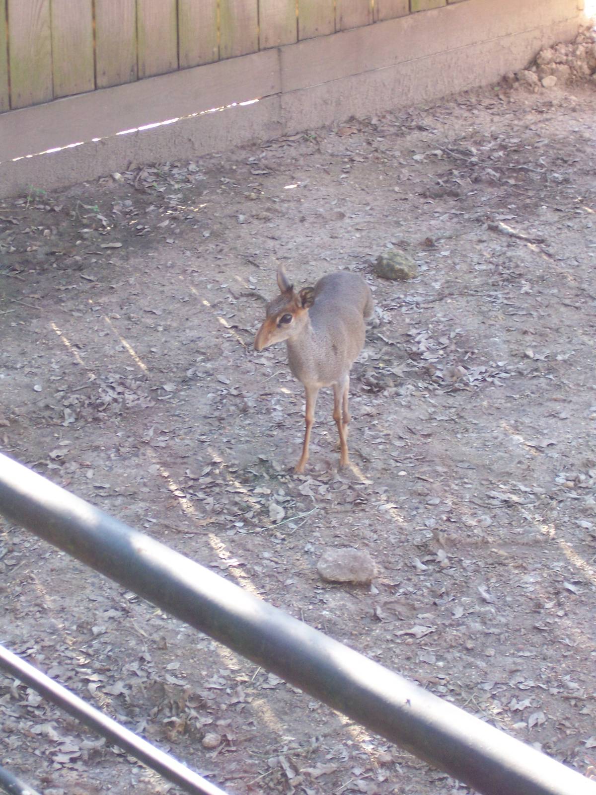 3-legged Gunther's Dik-Dik