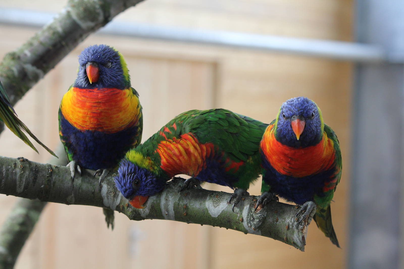 3 Lorikeets in new enclosure 16-8-14