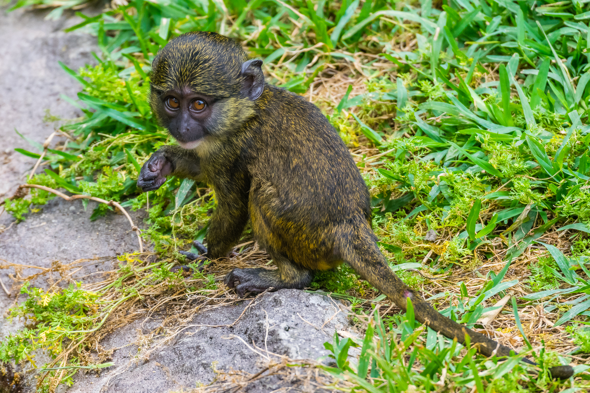 3 month old Allen Swamp Monkey