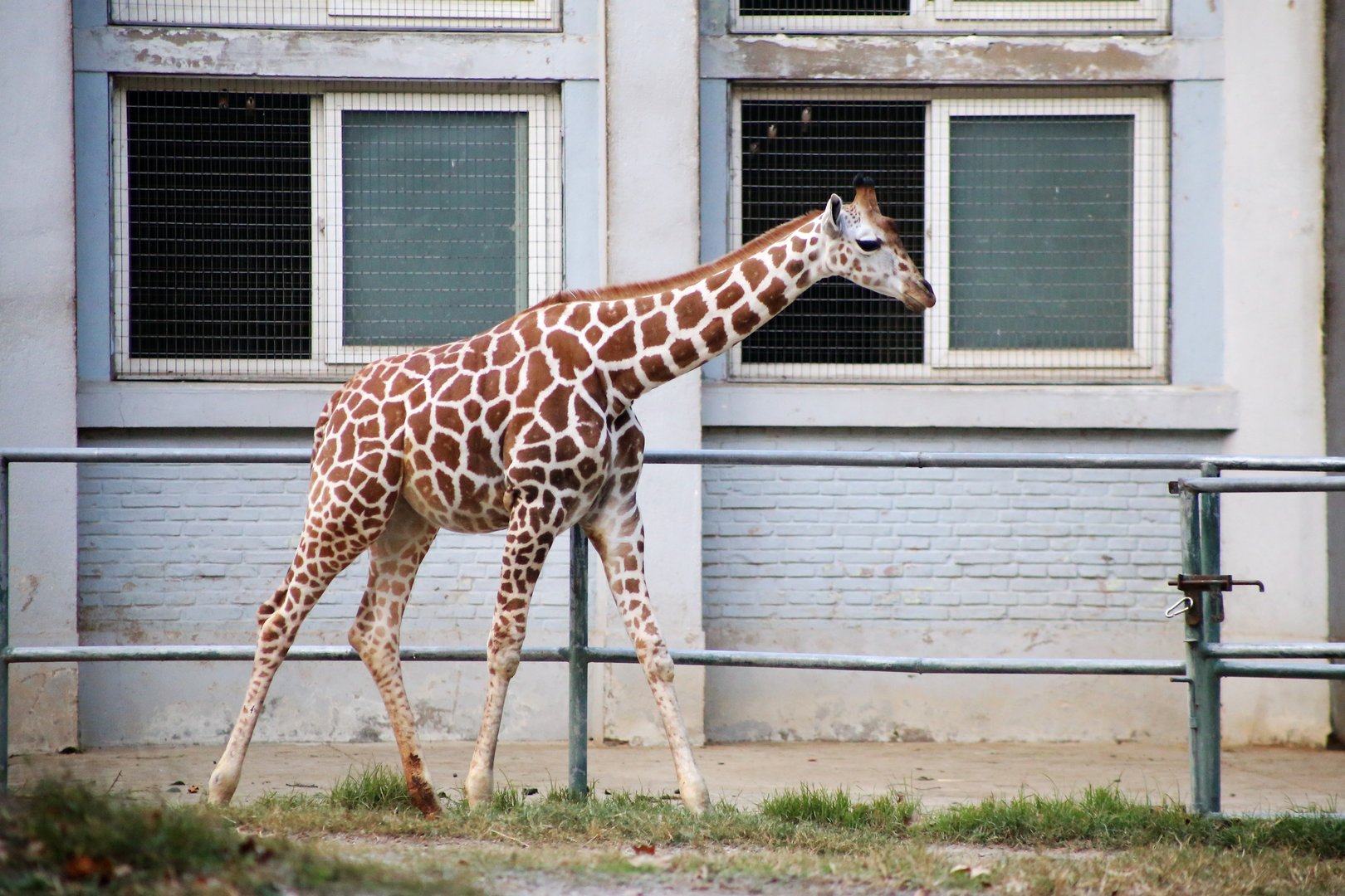 3-month-old Giraffe Calf