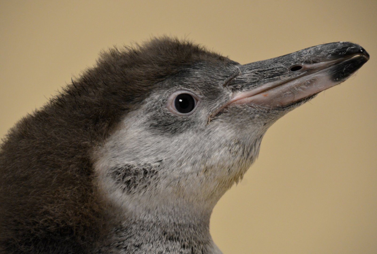 3-month-old Humboldt penguin