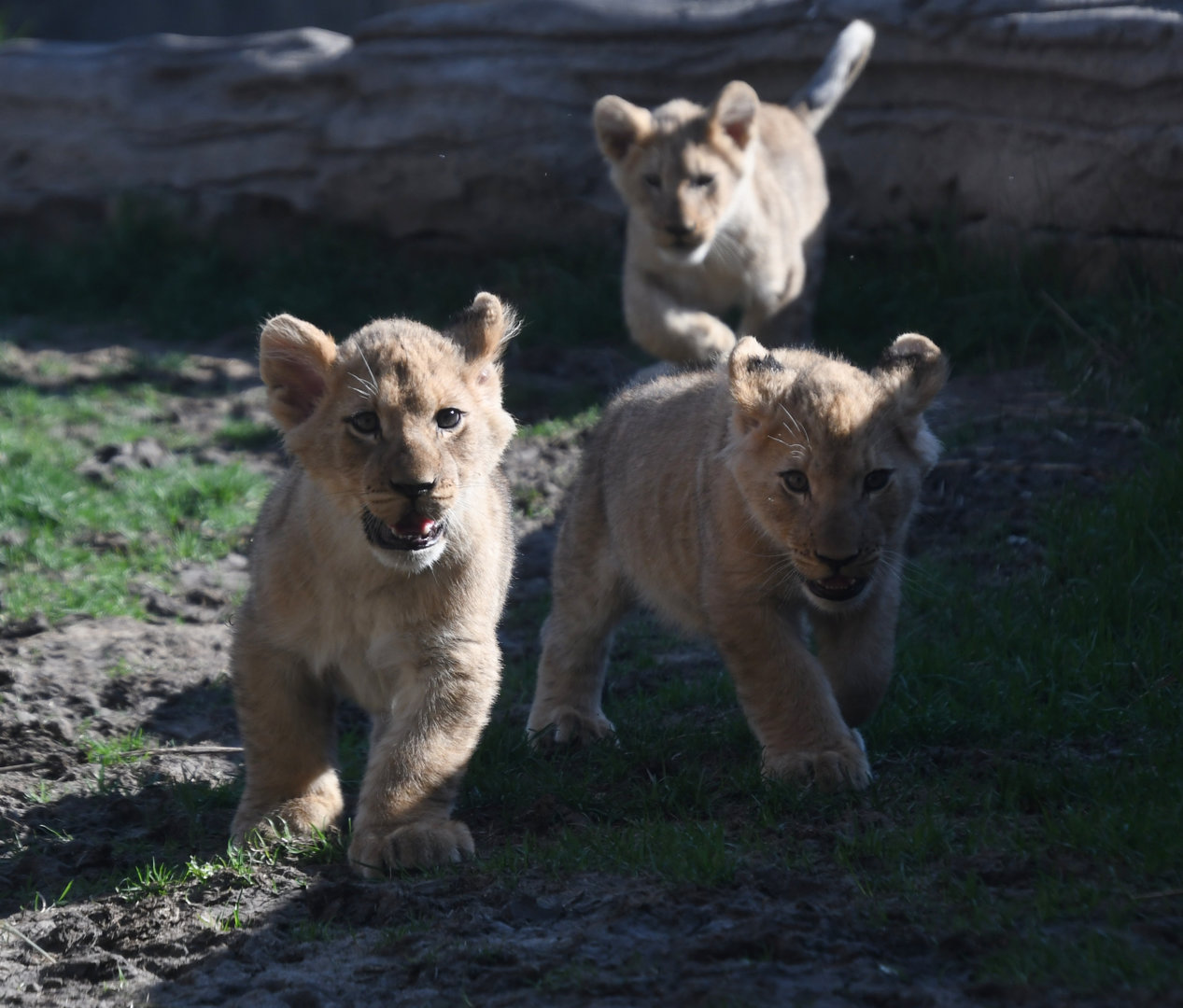 3 month old male lion cubs during outdoor debut