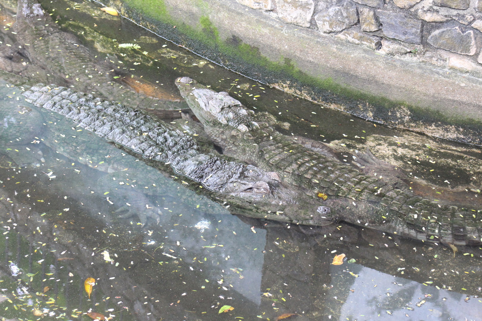 3 Mugger crocodiles