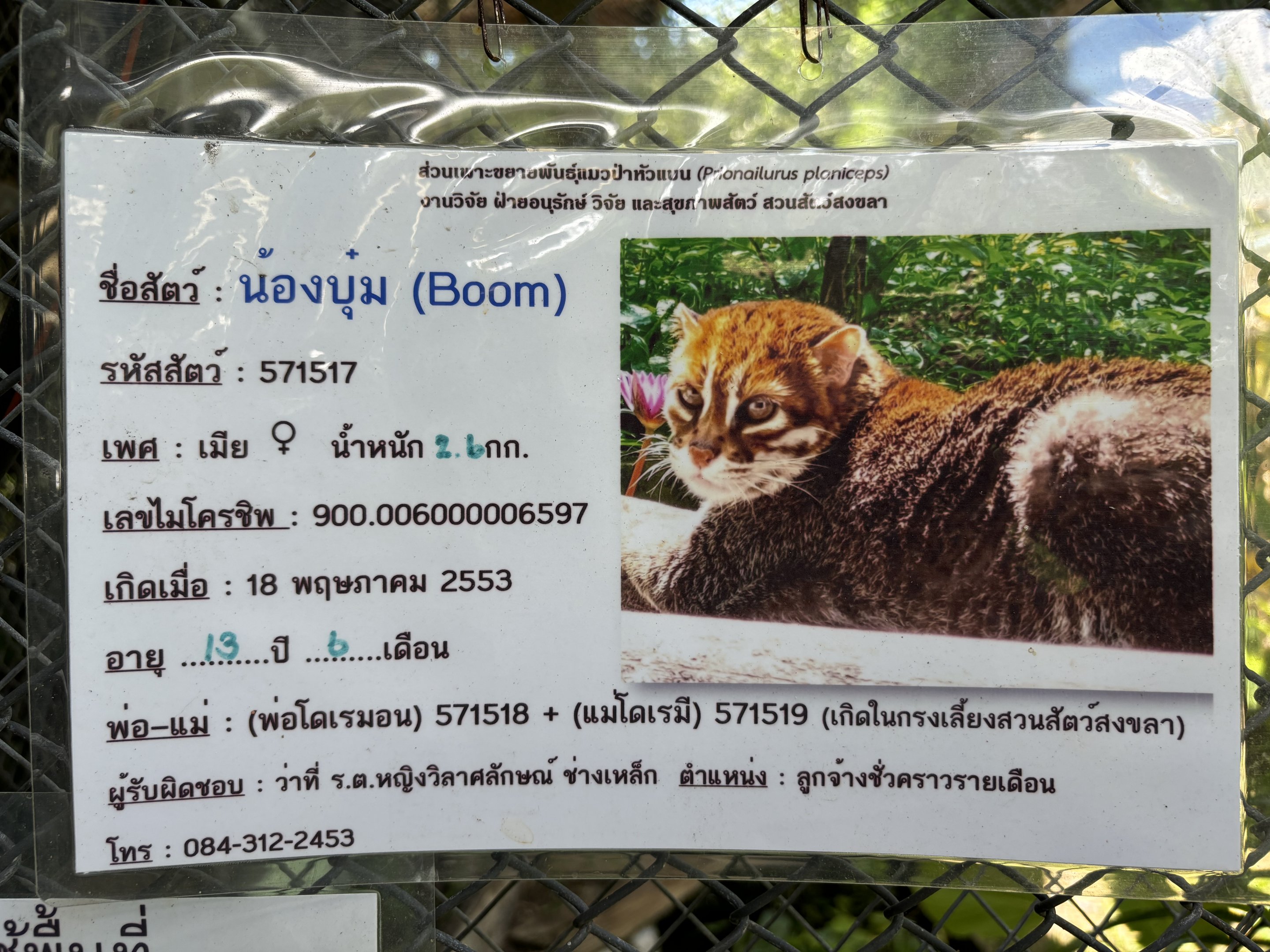 3 of 4 Flat-headed Cats