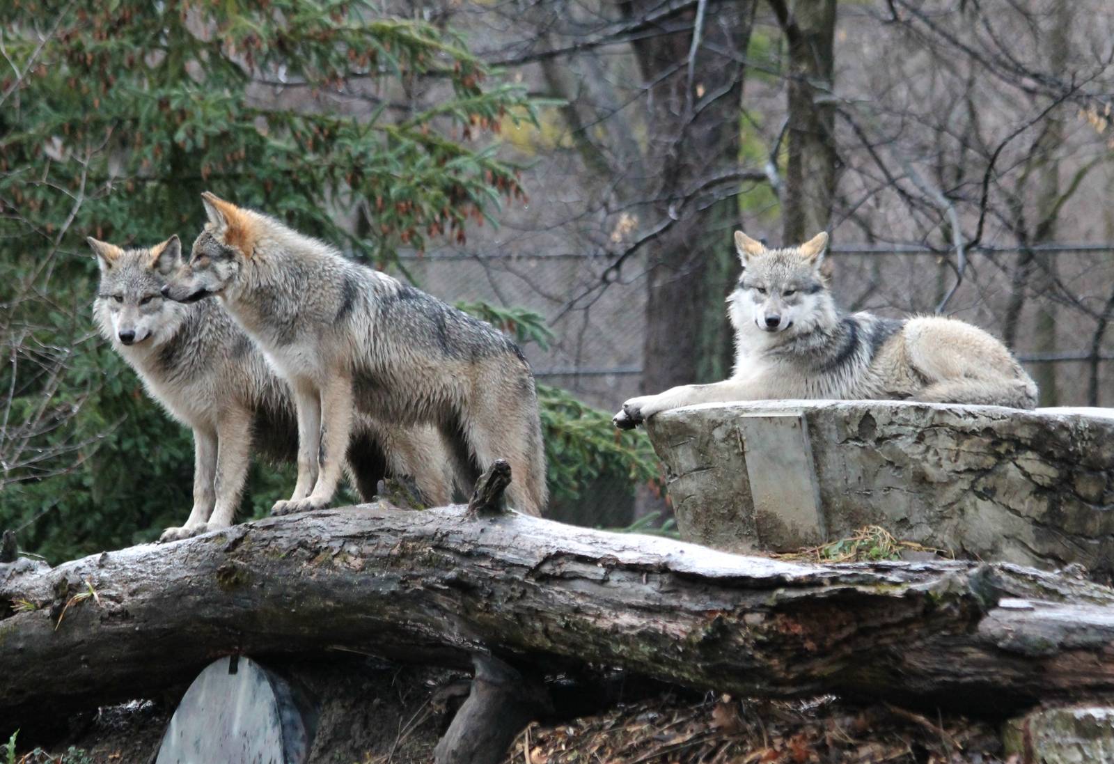 3 of the 4 6-month-old wolf pups - 12/14/15