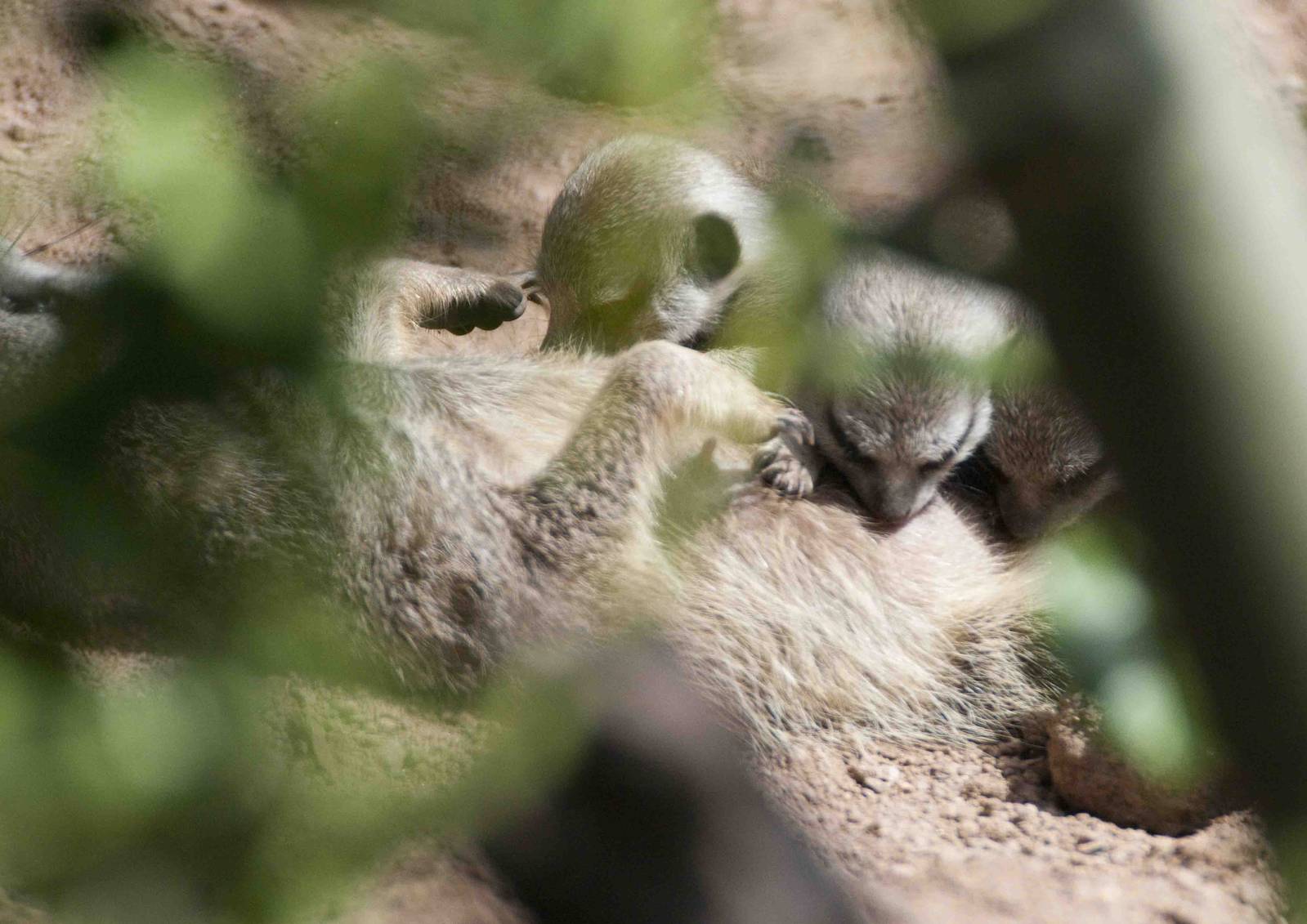 3 of the 4 baby meerkats