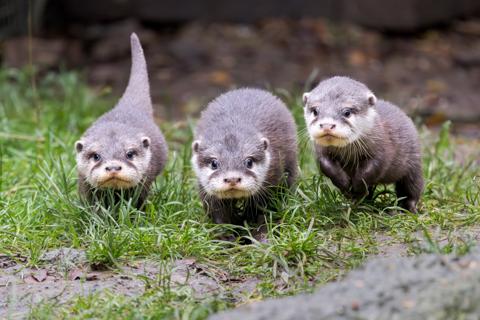 3 of the 4 Otter pups / Hamerton / 7-11-24